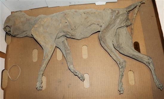 Mummified cat